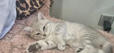 it etibarlı əllərə verilir: 50 ile 250 arasi cins saf qan pisiklerimiz var( Silver sinsila temiz — 17