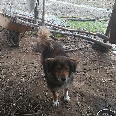 qoyun quzu satisi: İtlər üçün təsərrüfat/mühafizə məqsədli it - Orta ölçülü, sıx və uzun — 1