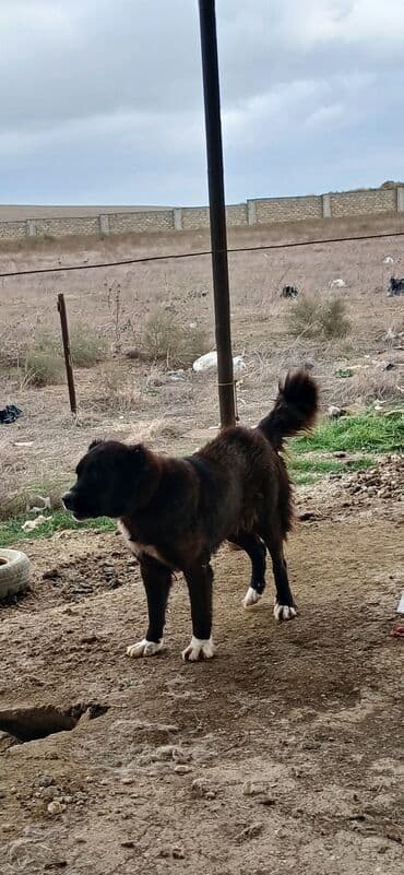 Аккумуляторы: Гурдбасар, 3 годa, Самка, С прививками, Платная доставка — 2