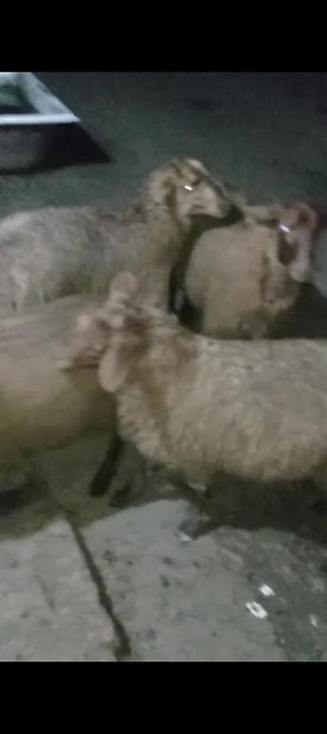 Qurbanlıq üçün Erkey quzular satılır istəyən olsa yazsın videosunu