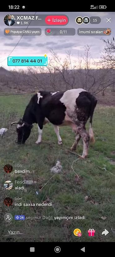 Hinduşkalar: Dişi, Holsteyn, il: 8, Südlük, Ünvandan götürmə — 1