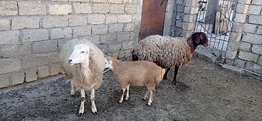 Hinduşkalar: Salam süper kök qoyunlar kəsgilikdi damazlıq deyil — 2