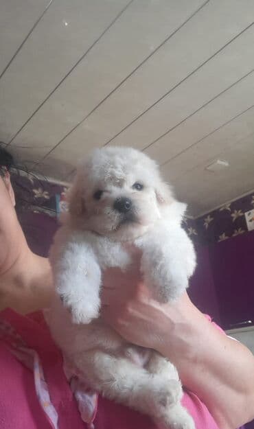 balaca tuklu it: Pudel, 2 ay, Erkek — 1