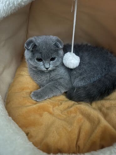 qold pişik: Şotland, Dişi, Yaxşı əllərə — 5