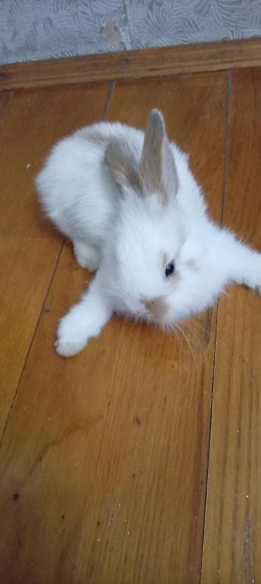 mini toy pudel: Mini lop dovşan balası satılır. 15 azn — 2