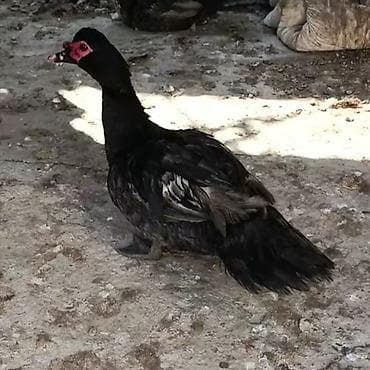 Keçilər, çəpişlər: Musk ördəkləri (indo duck) – təsərüffat üçün ətlik və yumurtalıq — 2