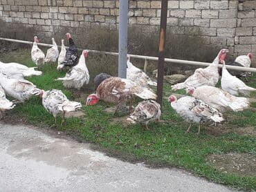 qus tutulma: Salam Hinduşkalar diri çəkisi --- erkəklər 12 manat, Dişilər 15 manat — 4