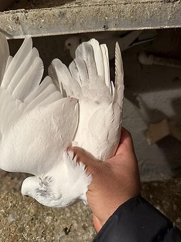 Digər heyvanlar: Ebreş boyun maya 
Bayilda — 2