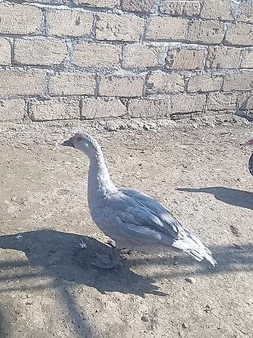 ördek qaz: Erkək, | Lal ördək, Damazlıq, Ünvandan götürmə — 1