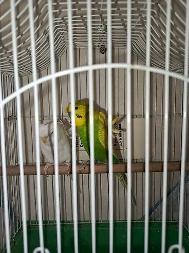 Gəmiricilər: Hazır cüt Japoneslər. Qəfəs qarışıq — 3