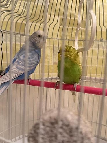 Аквариумы: Dalmatin və sarı-yaşıl rəngli iki dalğıç (büdcəqarışıq) cütü və tam — 3