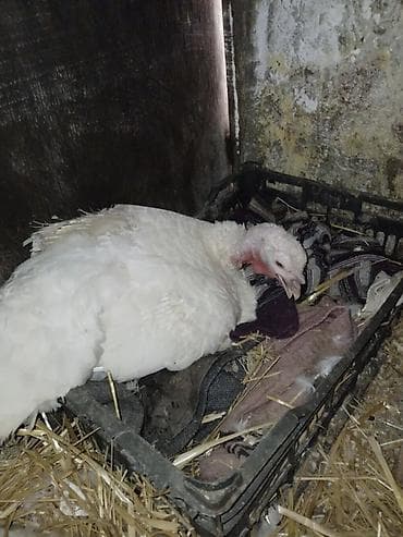 Digər quşlar: Stavropol hinduska xoruzu ve feresi.unvan zig kendi — 3