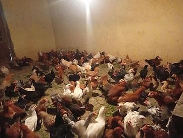 cuca: Toyuq, Yumurtalıq — 5