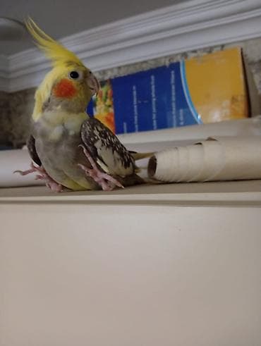 qus: Nimfa (Cockatiel) quşları – qəfəs ilə birlikdə - Say: 5 ədəd nimfa - — 4