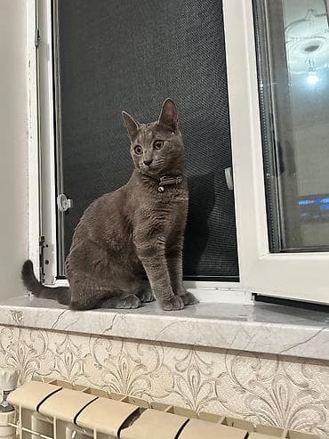 ağ pişiy: Rus mavi, Erkək, Yaxşı əllərə, Ünvandan götürmə — 1