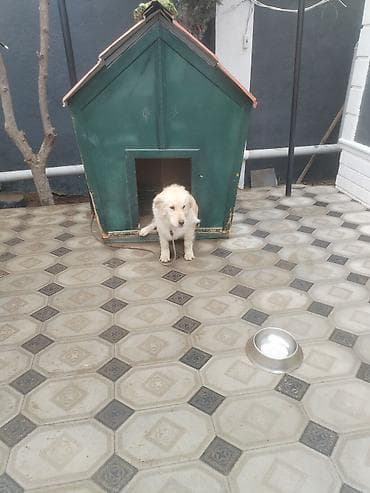 it ucun paltar: Retriever, 6 ay, Erkek — 4