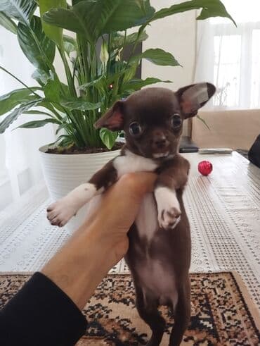 xaski itleri qiymeti: Çixuahua, 2 ay, Sənədli, Ünvandan götürmə — 2