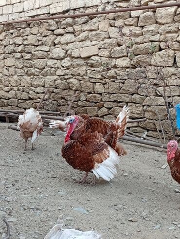 Subaru: Qırmızı kanada Hinduşka balalarının satışı başlayıb hər həftə olacaq — 6