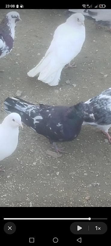 şirin it şəkilləri: Əbrəş erkəy tuk kimiden gelib heyvan 2 saat yaxin duwmey bilmiyib — 3