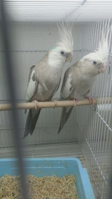 попугай ара цена: Yanaqsız karellalar cüt 250 - 370 azn — 7