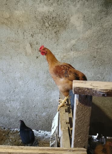 cucə alıram: Toyuq cücələri, Damazlıq, Ödənişli çatdırılma — 4