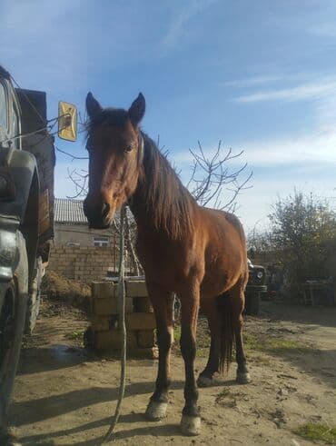 Qəhvəyi rəngli at - Növ: yerli minik/iş atı - Rəng: tünd qəhvəyi