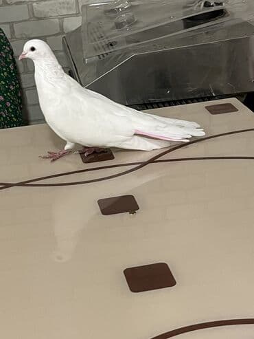 электрическая машинка для стрижки овец: Ağ erkey dizden çıplaq nazik uzun sallaq qenet — 2