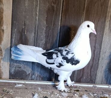 Tərgizmə quşlar satılır. Sağlam uçan seçmə quşlardı. Hamısı birlikdə