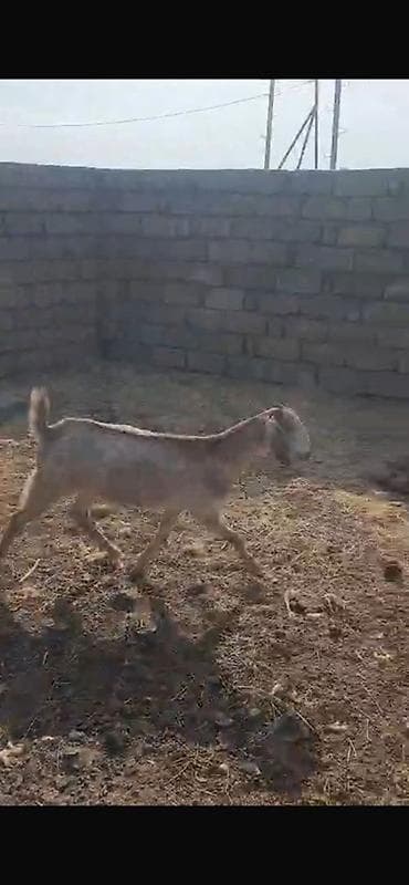 cin bildircin: Keçilər satılır 11 baş heyvandır maraqlanan əlaqə saxlaya bilər — 10