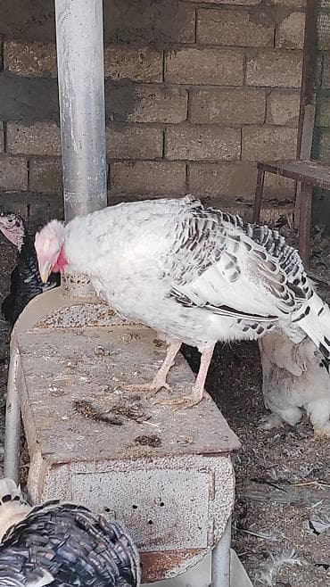 hinduska satisi: Самец, Для разведения — 1