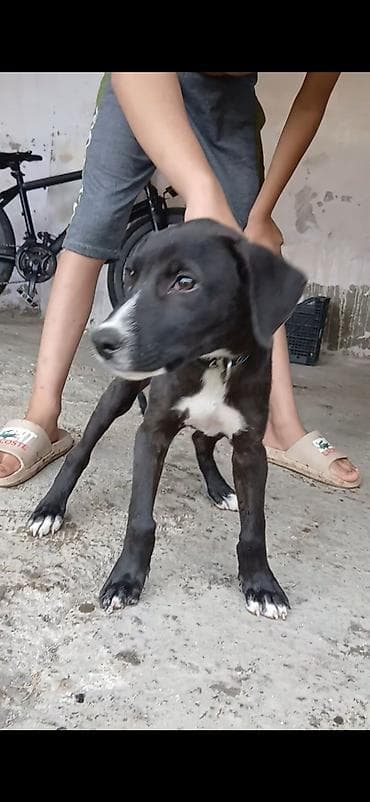 yorga at satilir: Pitbul, 4 ay, Erkek — 3