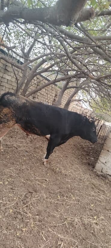 ərkəy dana: Məhsul: Qara rəngdə, qısahornlu erkək mal (öküz/buğa) Xüsusiyyətlər — 6