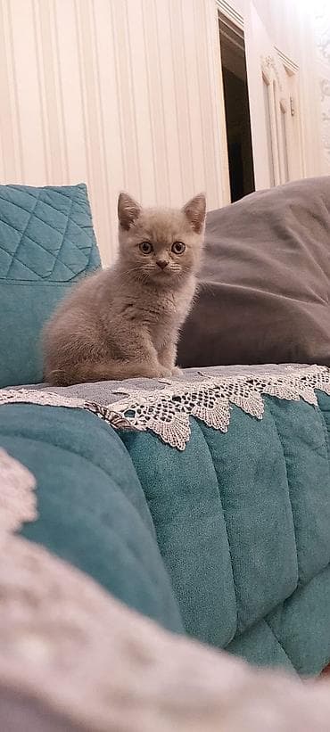 Tabbi — 2