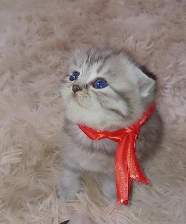 Pişiklər: Britan — 10