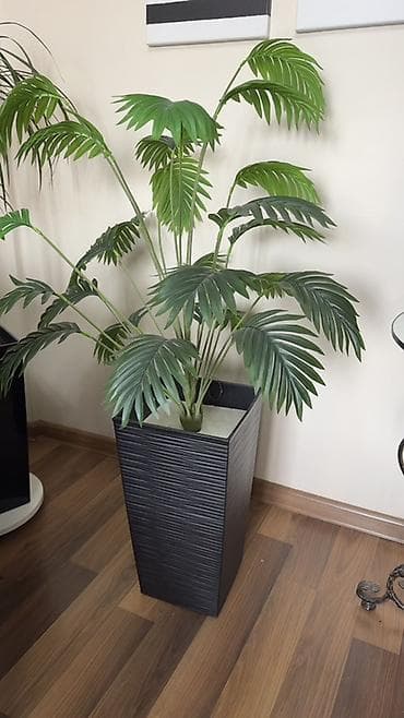 Şəkillər, tablolar: Dekorativ süni palma bitkisi və qara, hündür dekorativ qab - — 1