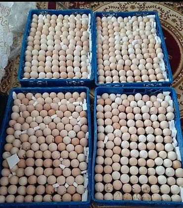 cucə satişi: Bütün quş növlərine ait yumurtalar inkubasiya olunur. Ve Cücə satışı — 7