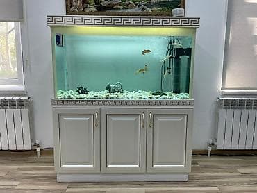 su donuzcuğu: Ünvan Yevlax şəhəri votsap aktivdir Böyük ölçülü akvarium dəsti - — 3