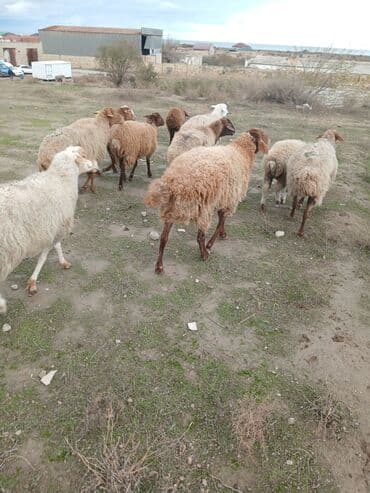 Коровы, быки: Salam 2 illik erkekdi.6 aydl almlsam.super damazdlqdl men almlşdlm ki — 3