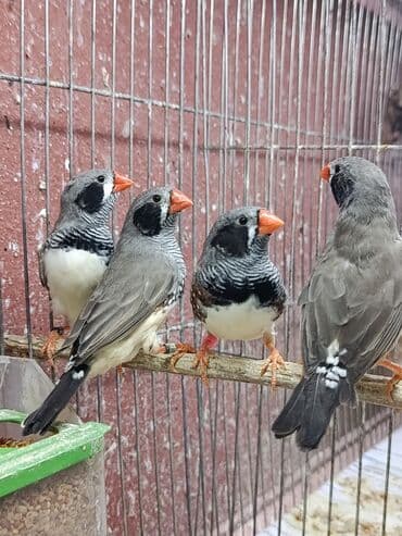 hazır hicablar: Amadin quslari saglam ve hazir quslardir. cüt veya tek satilir. qiymet — 2