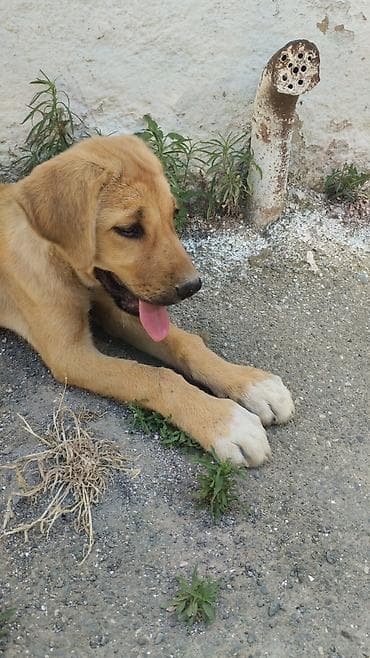 heyvanlar: Retriever — 4