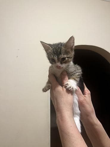 akvarium ve baliqlar: Erkək, Dişi, Yaxşı əllərə — 1