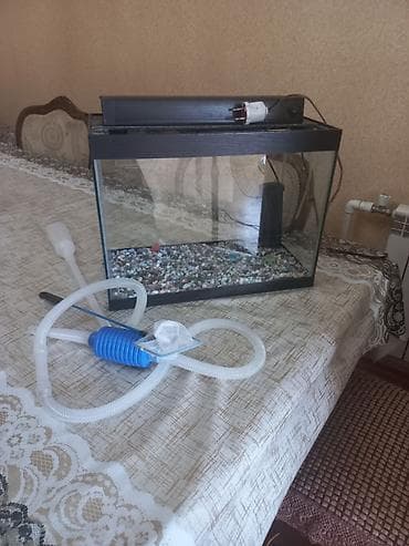 Gəmiricilər: Akvarum satılır 40 selqiledir lazim üçün fso — 5