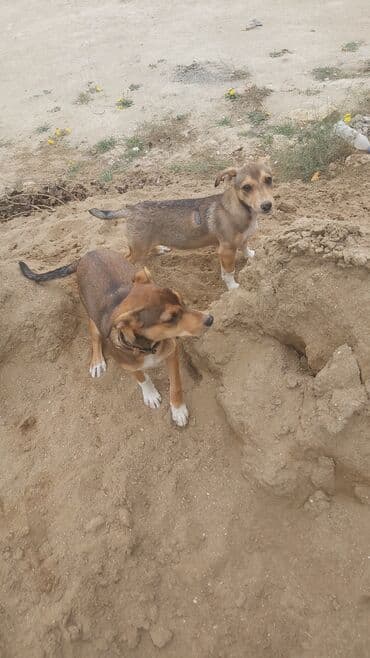 it satisi 2020: Zvonok, Erkek, Ünvandan götürmə, Ödənişli çatdırılma — 1