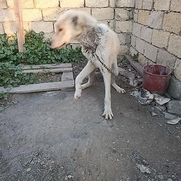 it satisi afcarka: Alabay, 2 il, Erkek, Ünvandan götürmə — 3