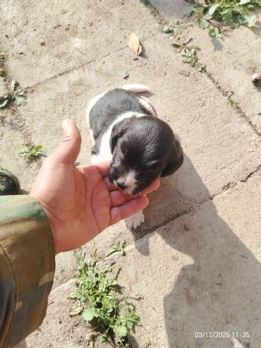 satliq ov itleri berde: 1 ay — 2