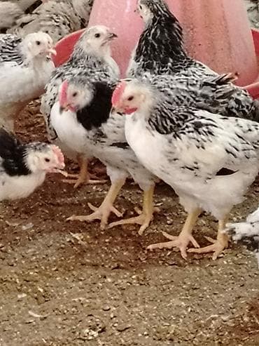 etlik cuce: Toyuq cücələri, Ətlik — 5