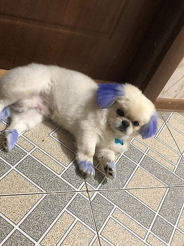 it sekilleri: Pekines, 7 ay, Erkek, Peyvəndli, Ünvandan götürmə — 2