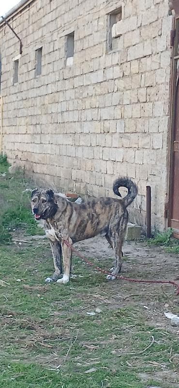 Digər heyvanlar: Qurdbasar, 2 il, Erkek — 2