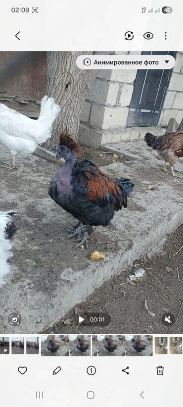 Kabellər: Qısaca Bu Toyuq və Xoruz Sultan cinsi ilə Silkie Ayam Cemani qarışığı — 2