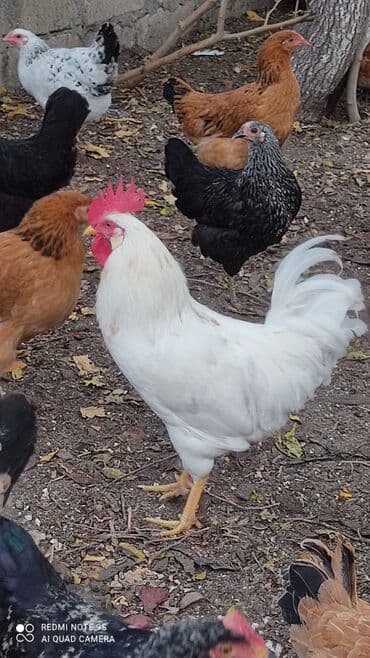 itlerin pulsuz verilmesi: Xoruzlar. xoruzlar satılır — 2